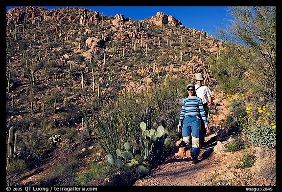 Hiking down Hugh Norris Trail amongst saguaro cactus. Saguaro National Park (color)