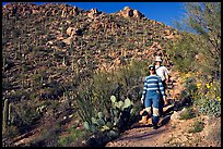 Hiking down Hugh Norris Trail amongst saguaro cactus. Saguaro National Park, Arizona, USA.