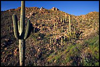 Saguaro cacti on hillside, Hugh Norris Trail, late afternoon. Saguaro National Park ( color)