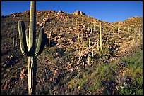 Saguaro cacti on hillside, Hugh Norris Trail, late afternoon. Saguaro National Park, Arizona, USA.