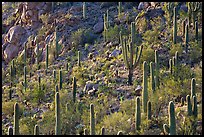 Slope with saguaro cactus forest, Tucson Mountains. Saguaro National Park, Arizona, USA.