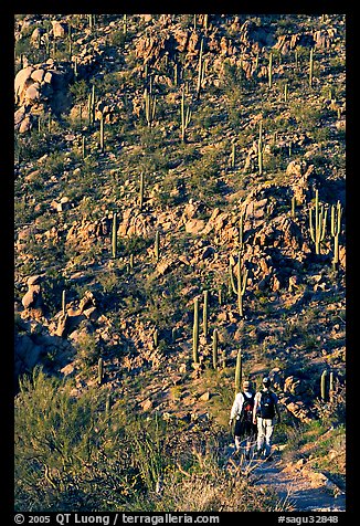 Hikers descending Hugh Norris Trail amongst saguaro cactus, late afternoon. Saguaro National Park, Arizona, USA.