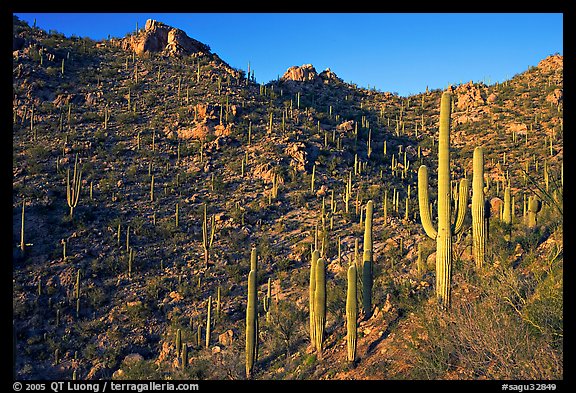 Tall cactus on the slopes of Tucson Mountains, late afternoon. Saguaro National Park, Arizona, USA.