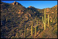 Tall cactus on the slopes of Tucson Mountains, late afternoon. Saguaro National Park, Arizona, USA.