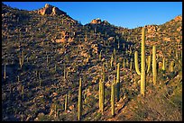 Tall cactus on the slopes of Tucson Mountains, late afternoon. Saguaro National Park, Arizona, USA. (color)