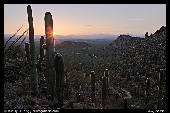 Saguaro cactus at sunset, Hugh Norris Trail. Saguaro National Park, Arizona, USA.