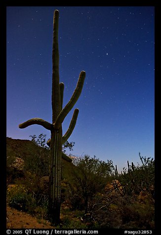 Saguaro cactus at night with stary sky, Tucson Mountains. Saguaro National Park, Arizona, USA.