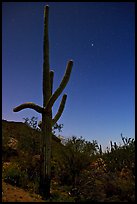 Saguaro cactus at night with stary sky, Tucson Mountains. Saguaro National Park, Arizona, USA.