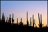 Dense saguaro cactus forest at sunrise near Ez-Kim-In-Zin. Saguaro National Park ( color)