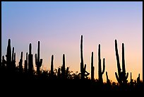 Dense saguaro cactus forest at sunrise near Ez-Kim-In-Zin. Saguaro National Park, Arizona, USA. (color)