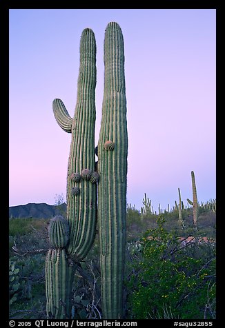 Twin cactus at dawn near Ez-Kim-In-Zin. Saguaro National Park (color)