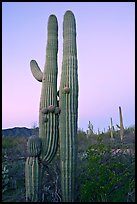 Twin cactus at dawn near Ez-Kim-In-Zin. Saguaro National Park, Arizona, USA.