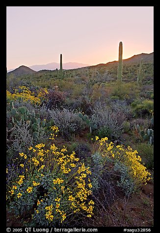 Brittlebush and cactus at sunrise near Ez-Kim-In-Zin. Saguaro National Park (color)