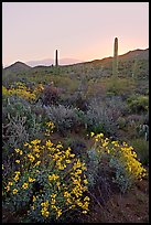 Brittlebush and cactus at sunrise near Ez-Kim-In-Zin. Saguaro National Park, Arizona, USA. (color)