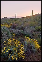 Brittlebush and cactus at sunrise near Ez-Kim-In-Zin. Saguaro National Park, Arizona, USA.