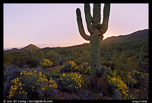 Brittlebush and backlit cactus at sunrise near Ez-Kim-In-Zin. Saguaro National Park, Arizona, USA.