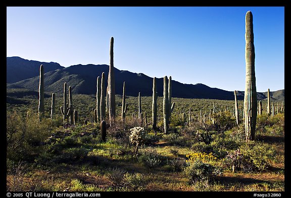 Tall cactus and Tucson Mountains, early morning. Saguaro National Park (color)