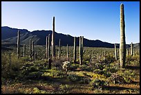 Tall cactus and Tucson Mountains, early morning. Saguaro National Park, Arizona, USA.