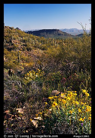 Brittlebush and cactus near Ez-Kim-In-Zin, morning. Saguaro National Park, Arizona, USA.