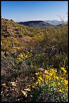 Brittlebush and cactus near Ez-Kim-In-Zin, morning. Saguaro National Park, Arizona, USA.