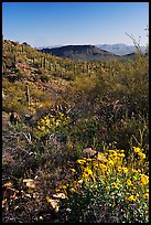 Brittlebush and cactus near Ez-Kim-In-Zin, morning. Saguaro National Park, Arizona, USA. (color)