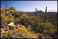 Brittlebush and Saguaro cactus near Ez-Kim-In-Zin, morning. Saguaro National Park, Arizona, USA. (color)