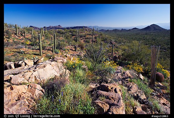 Rocks, flowers and cactus with Panther Peak and Safford Peak in the background. Saguaro National Park (color)