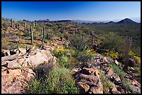 Rocks, flowers and cactus with Panther Peak and Safford Peak in the background. Saguaro National Park, Arizona, USA. (color)