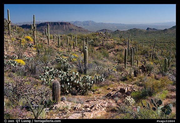 Rocks, flowers and cactus near Ez-Kim-In-Zin. Saguaro National Park (color)