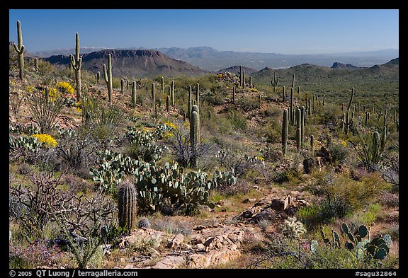 Rocks, flowers and cactus, morning. Saguaro National Park, Arizona, USA.