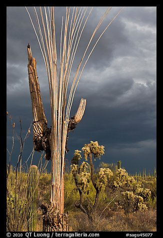 Bare wooden ribs of Saguaro skeleton under dark sky. Saguaro National Park (color)
