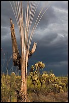 Bare wooden ribs of Saguaro skeleton under dark sky. Saguaro National Park, Arizona, USA.