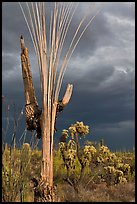 Bare wooden ribs of Saguaro skeleton under dark sky. Saguaro National Park, Arizona, USA. (color)