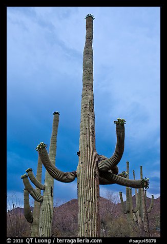 Saguaro cactus with flowers at dusk. Saguaro National Park, Arizona, USA.