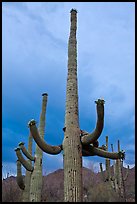 Saguaro cactus with flowers at dusk. Saguaro National Park ( color)