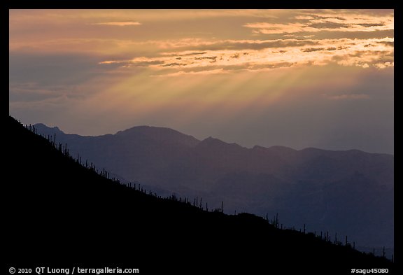 Ridge with saguaro cactus, mountain, and sunrays. Saguaro National Park (color)