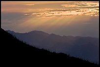 Ridge with saguaro cactus, mountain, and sunrays. Saguaro National Park, Arizona, USA. (color)