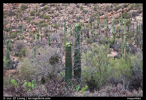 Sonoran desert vegetation in spring. Saguaro National Park (color)