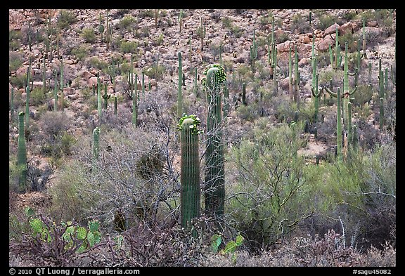 Sonoran desert vegetation in spring. Saguaro National Park (color)