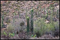 Sonoran desert vegetation in spring. Saguaro National Park, Arizona, USA.