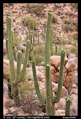 Saguaros (Carnegiea gigantea) in flower. Saguaro National Park (color)