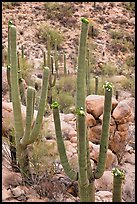 Saguaros (Carnegiea gigantea) in flower. Saguaro National Park ( color)