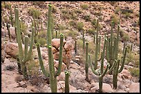 Saguaro cactus with night blooming flowers. Saguaro National Park, Arizona, USA.