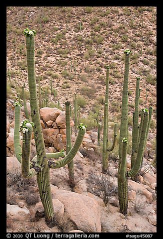 Mature saguaro in bloom. Saguaro National Park, Arizona, USA.