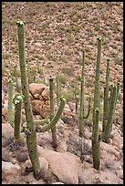 Mature saguaro in bloom. Saguaro National Park, Arizona, USA.