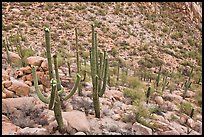 Desert slope with blooming saguaros. Saguaro National Park, Arizona, USA. (color)