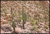 Desert slope with blooming saguaros. Saguaro National Park, Arizona, USA.