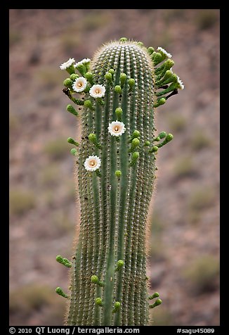 Tip of saguaro arm with pods and blooms. Saguaro National Park, Arizona, USA.