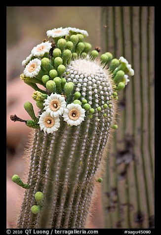 Detail of saguaro arm with flowers. Saguaro National Park (color)