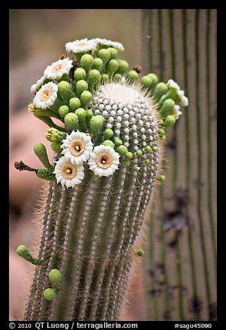 Detail of saguaro arm with flowers. Saguaro National Park, Arizona, USA.